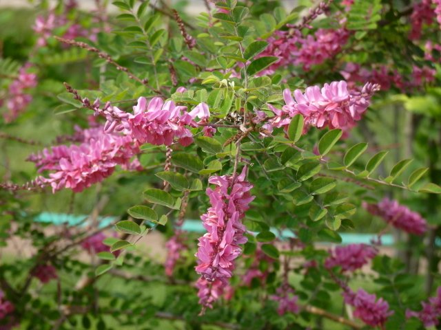 Indigofera potaninii fleur